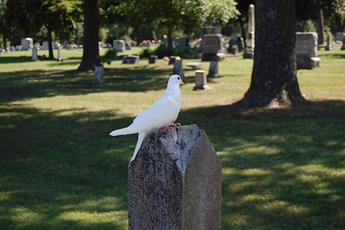 headstone with a dove perched.