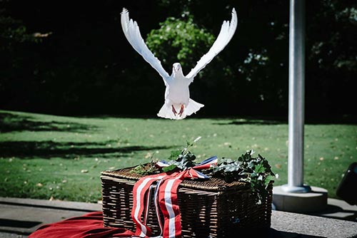 beautiful white dove