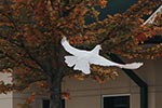 white dove with fall colors